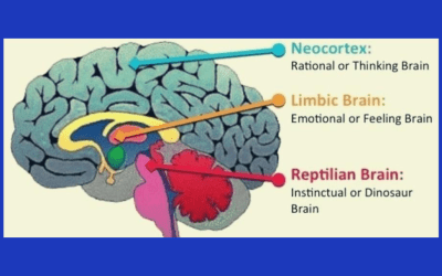 Il cervello: la nostra cabina di comando